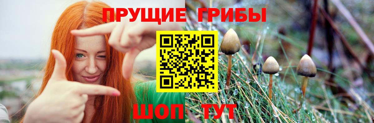 Осинники  Галлюциногенные грибы мицелий  Вход с VPN  Псилоцибиновые грибы мухоморы 